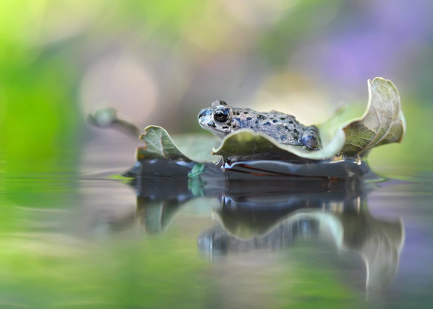 , Макеев Алексей