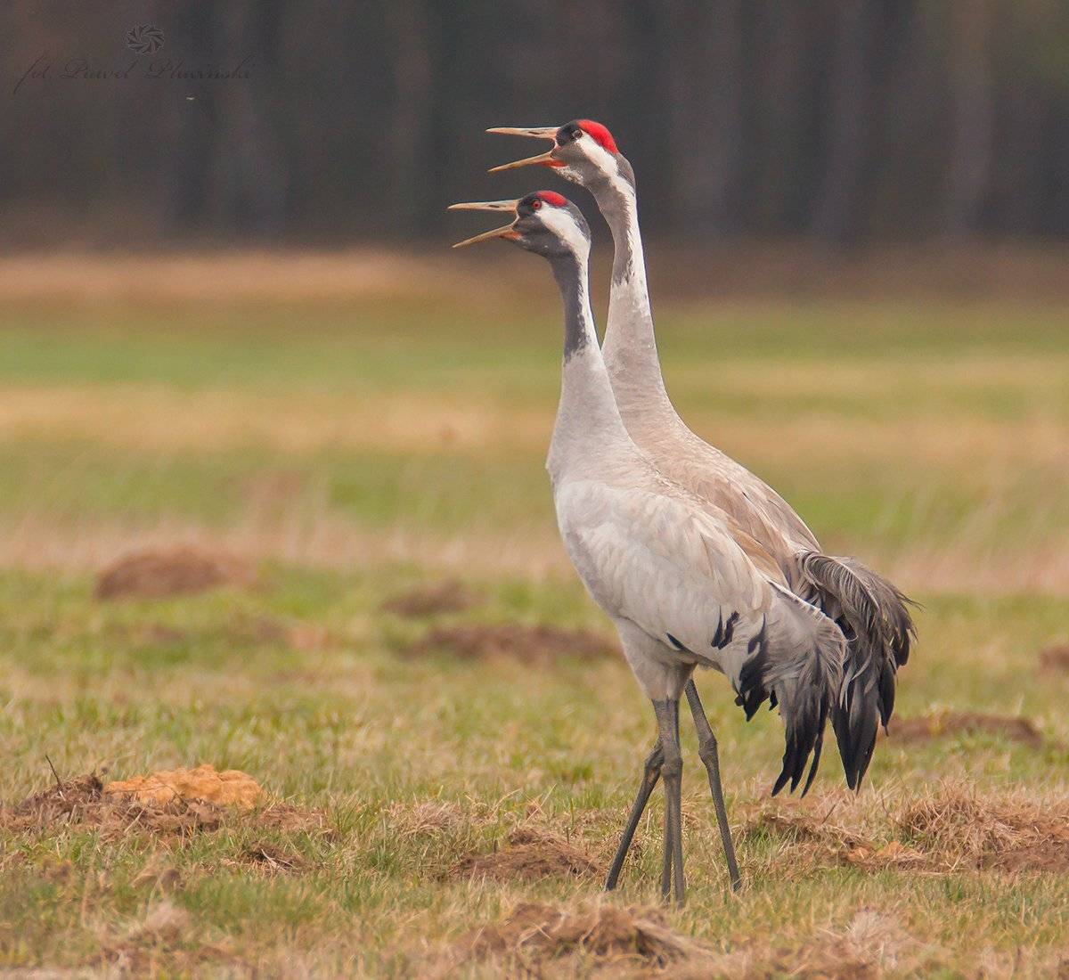 Автор: Pawel Plucinski , Pawel Plucinski