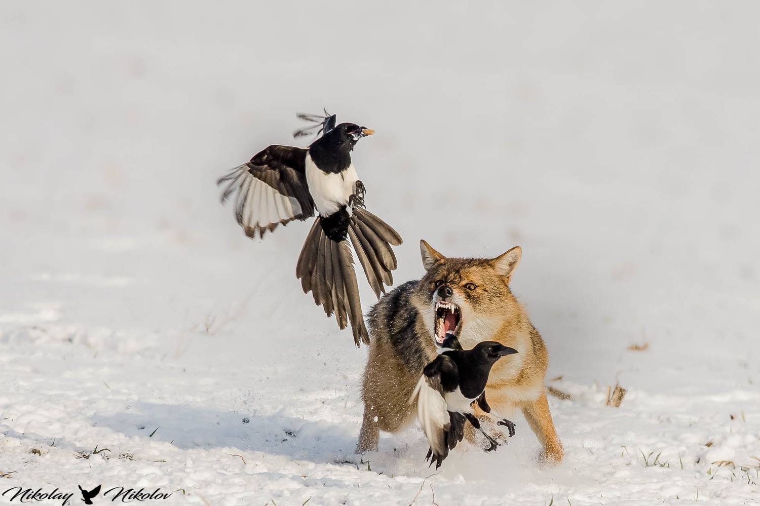 hunters,winter,snow,white,wildlife,nature,action,move,run,mamals,birds,nature,landscape, Nikolay Nikolov