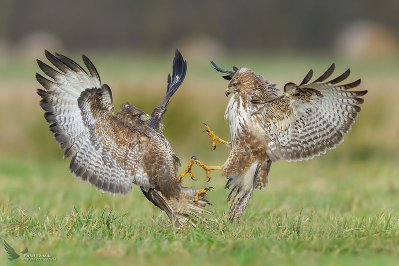 Myszołowy, Common Buzzard (Buteo buteo) ... 2018rphoto preview