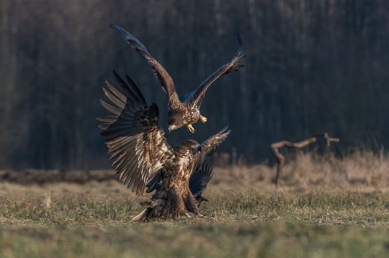 Orzeł bielik, Haliaeetus albicilla, bielik zwyczajny, White-tailed Sea Eagle, Sea Eagle Akrobaci (Acrobats)photo preview