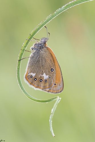 Coenonympha glycerion