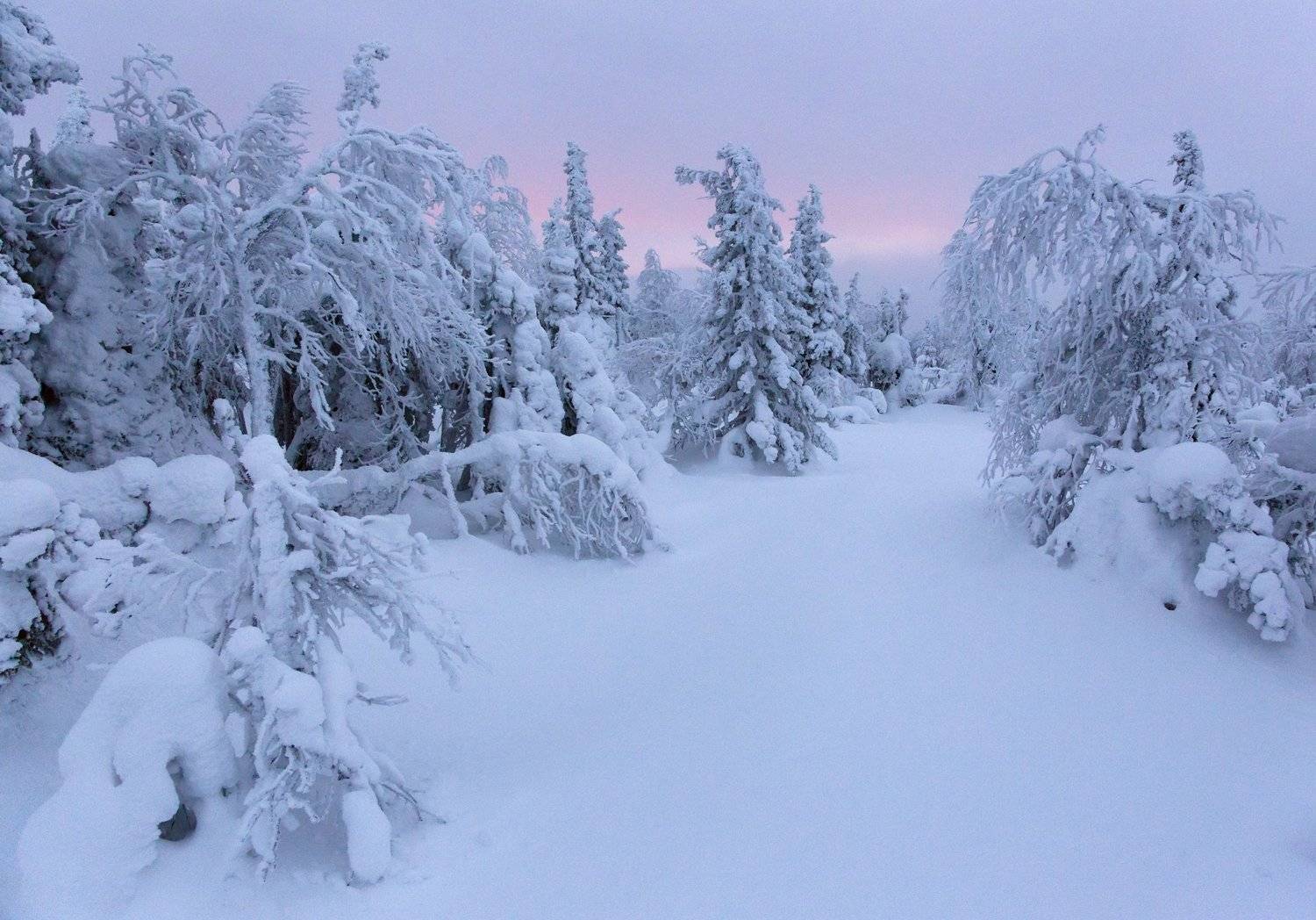 Северный рассвет. Автор: Антон Селезнев зима, горы, урал, деревья, снег, рассвет, тишина, путешествия, лес, антон селезнев, Антон Селезнев