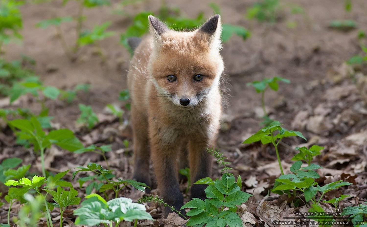 лиса, фотоохота, анималистика, дикая природа, природа, лес, животные, nature, wildlife, fox, animal, wildlifephoto, Snowrain