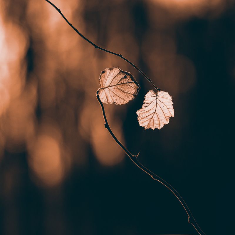 Осенняя любовьphoto preview