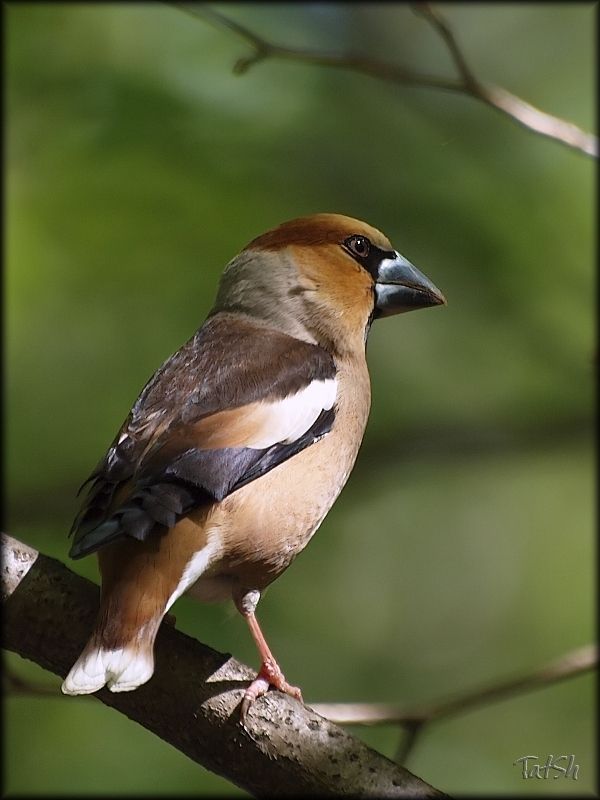 дубонос, птицы, природа, nature, птицы россии, птицы Москвы, битца, битцевский лесопарк В дозореphoto preview