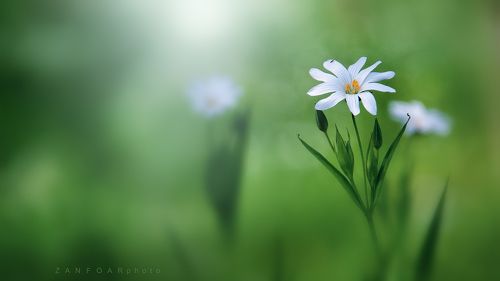 STELLARIA HOLOSTEA (звездчатки holosteus)