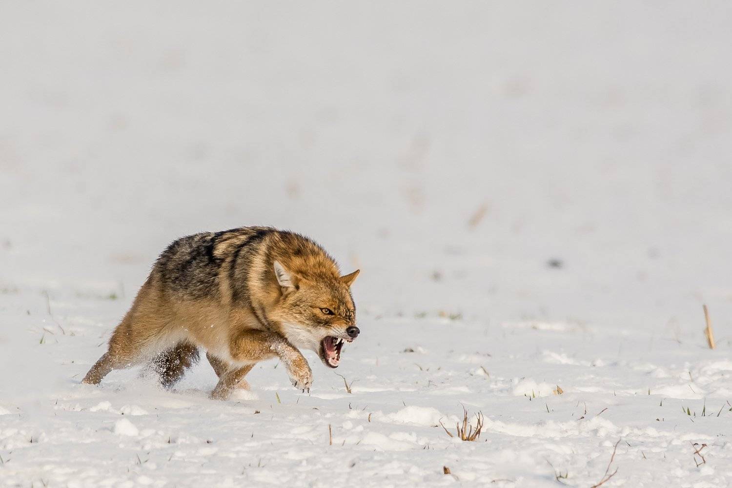 animal,mamals,run,anger,jackal,snow,winter,action,wildlife,landscape,nature, Nikolay Nikolov