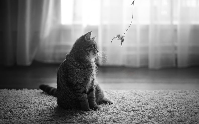 История котятки. Продолжениеphoto preview