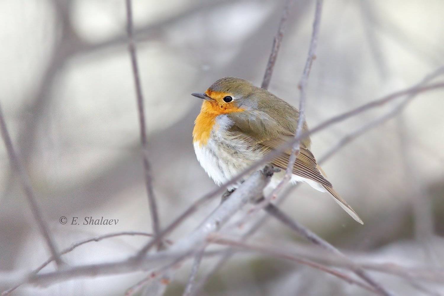 Холода.. Автор: Евгений birds,european robin,зарянка,птица,птицы,фотоохота, erithacus rubecula, Евгений
