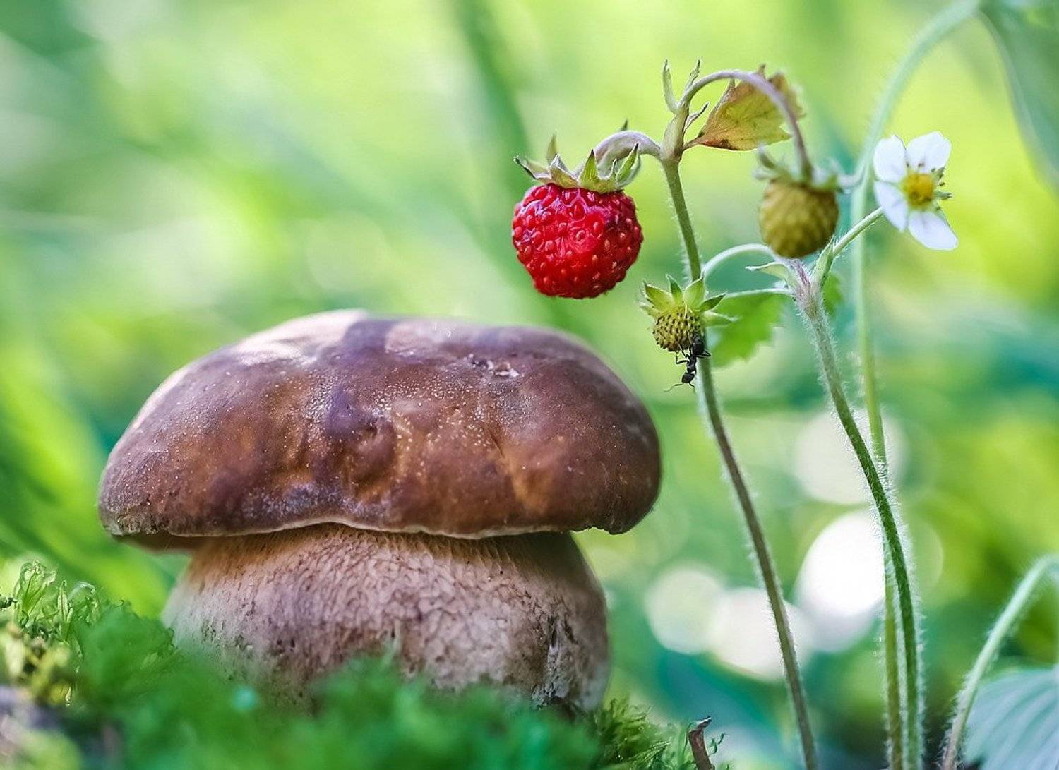 , Вячеслав Мищенко