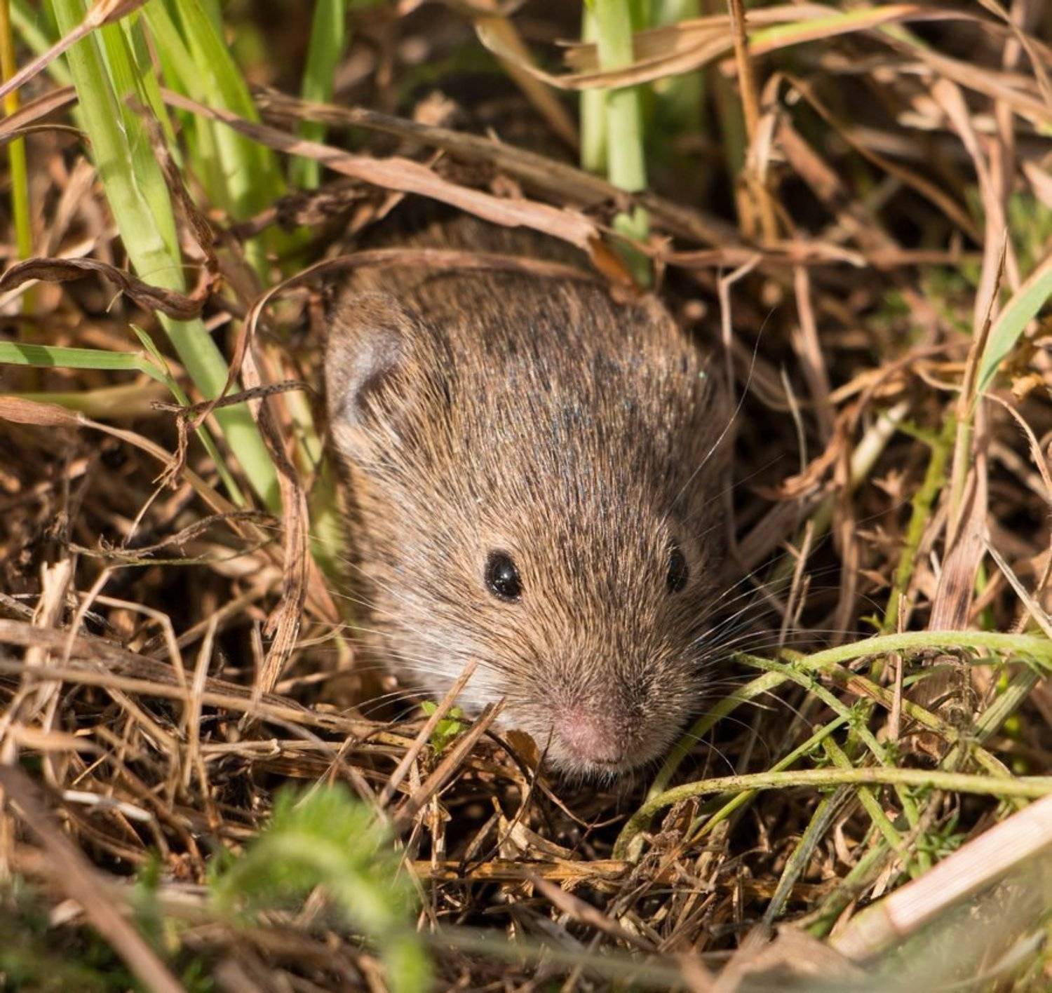 полёвка, грызуны,, Владимир Пакалевич