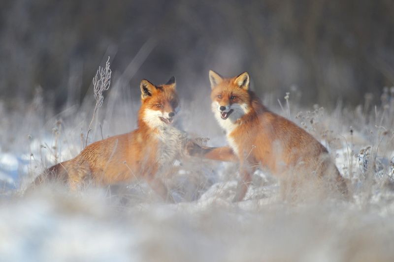 #fox #wild #poland #dolinanarwi Give your pawphoto preview