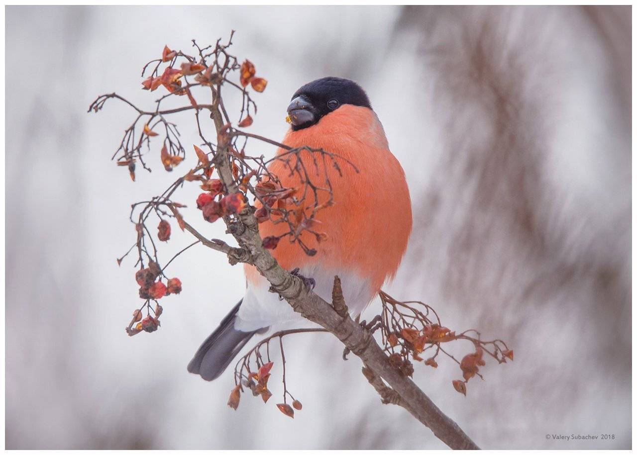 , Валерий Субачев