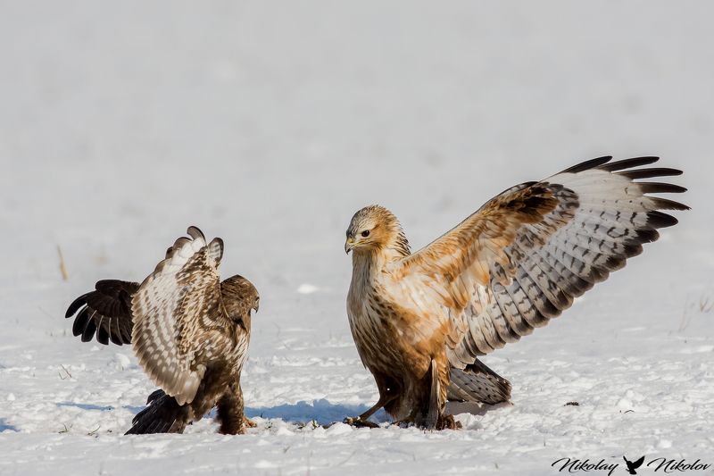 son,father,birds,winter,snow,wildlife,nature,lanscape,action,wings,animals son and fatherphoto preview