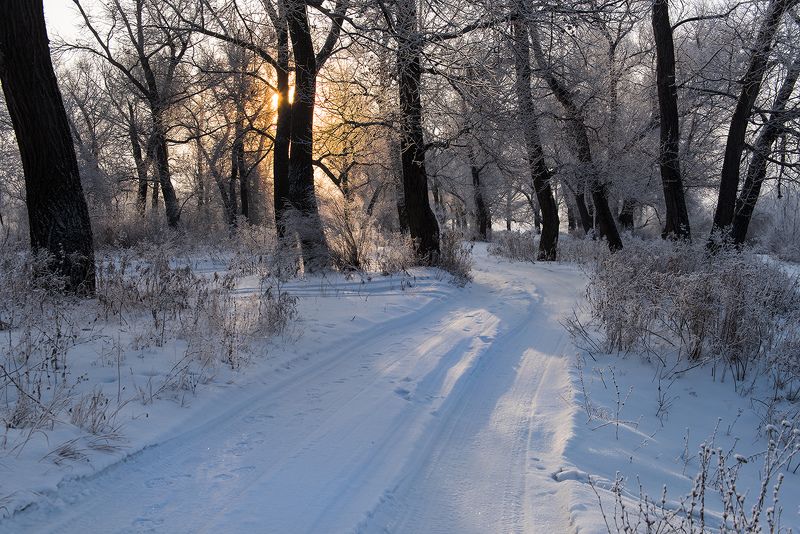 Утро в лесуphoto preview