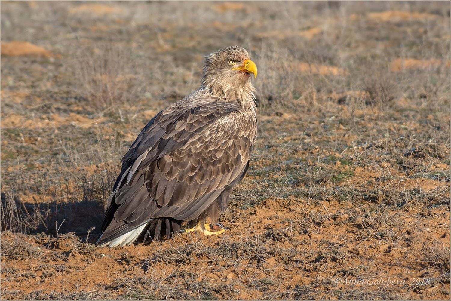 птицы, природа, путешествие, хищник, орлан-белохвост, haliaeetus albicilla, white-tailed sea-eagle, зима, январь, 2018, астраханская область, Анна Голубева