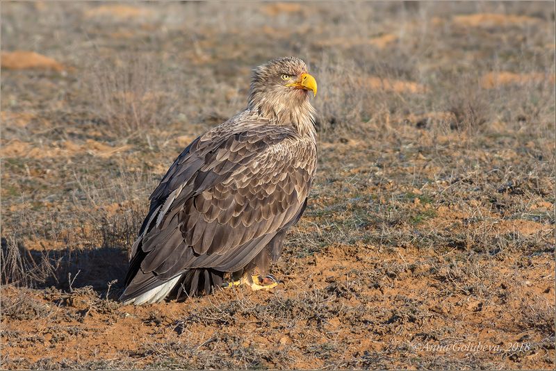 птицы, природа, путешествие, хищник, орлан-белохвост, haliaeetus albicilla, white-tailed sea-eagle, зима, январь, 2018, астраханская область Богатырьphoto preview