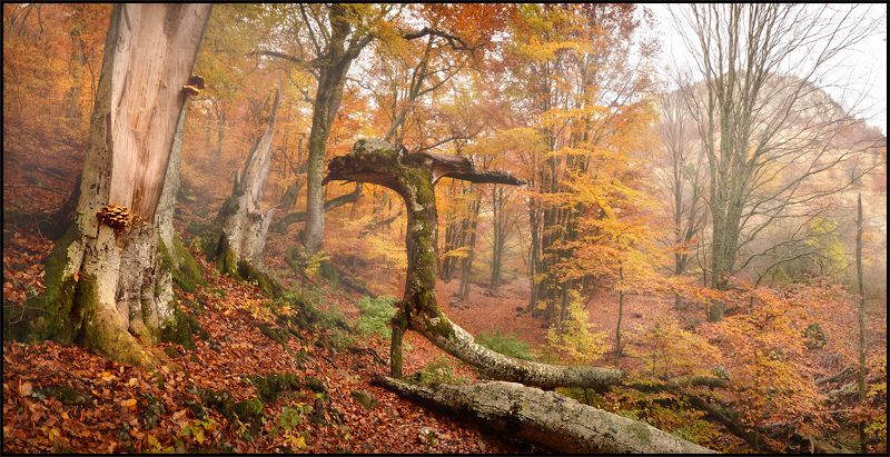 Грибной сезонphoto preview