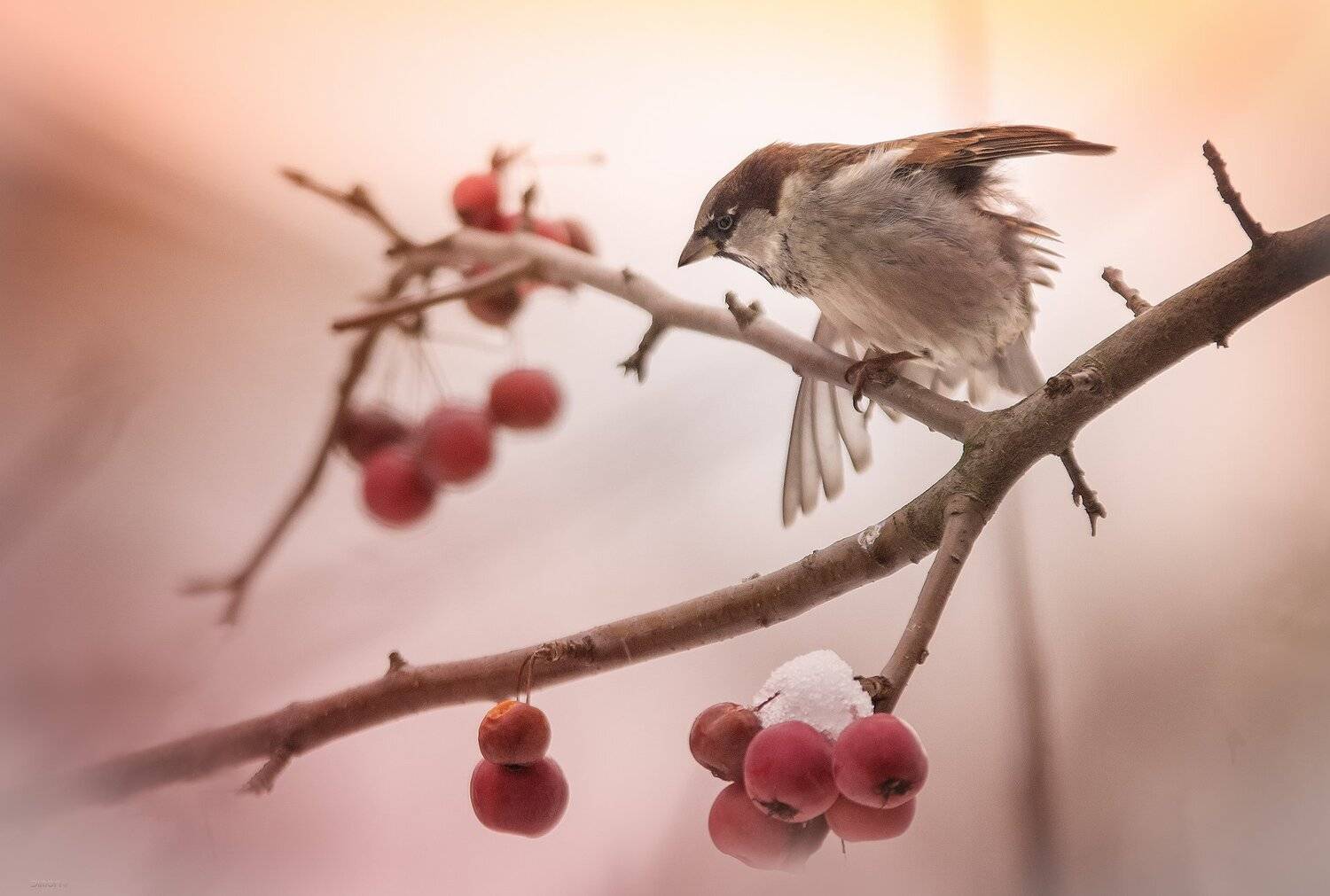 природа, лес, животные, птицы, Дмитрий Посевич