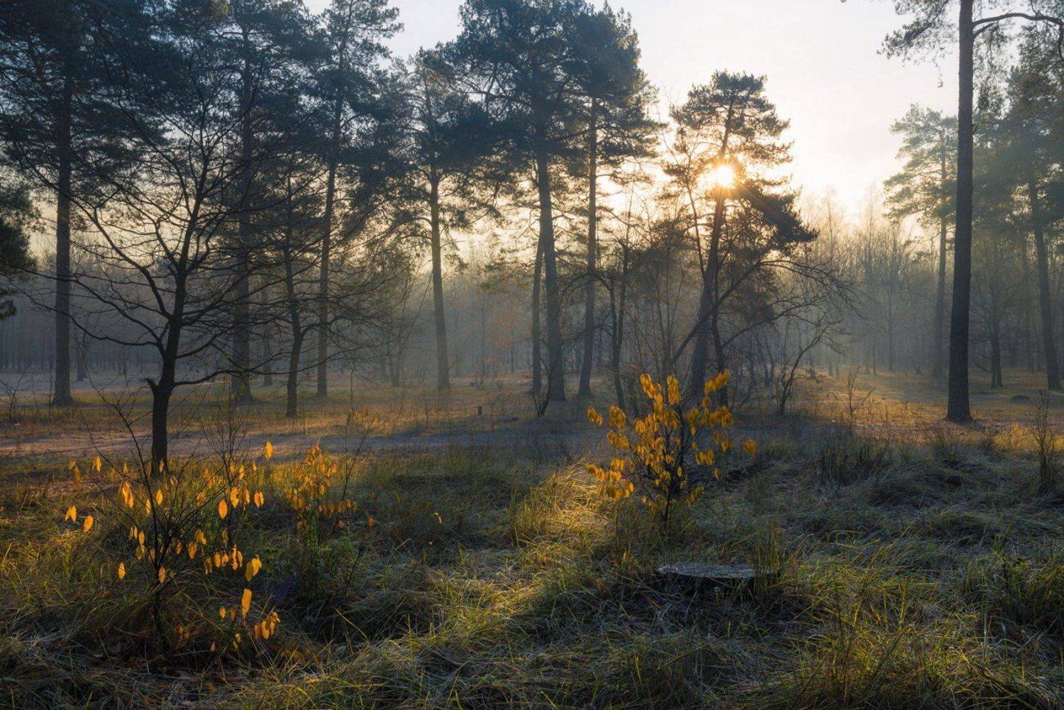 Был холоден ноябрьский лес. Автор: Галанзовская Оксана лес, осень, ноябрь, рассвет, солнце, изморозь, Галанзовская Оксана
