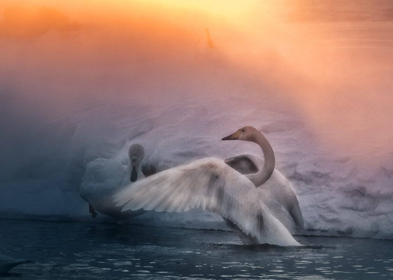 Пробуждение. Автор: Дмитрий Дубиковский 2018, алтай, зима, лебеди, утро, восход, Дмитрий Дубиковский