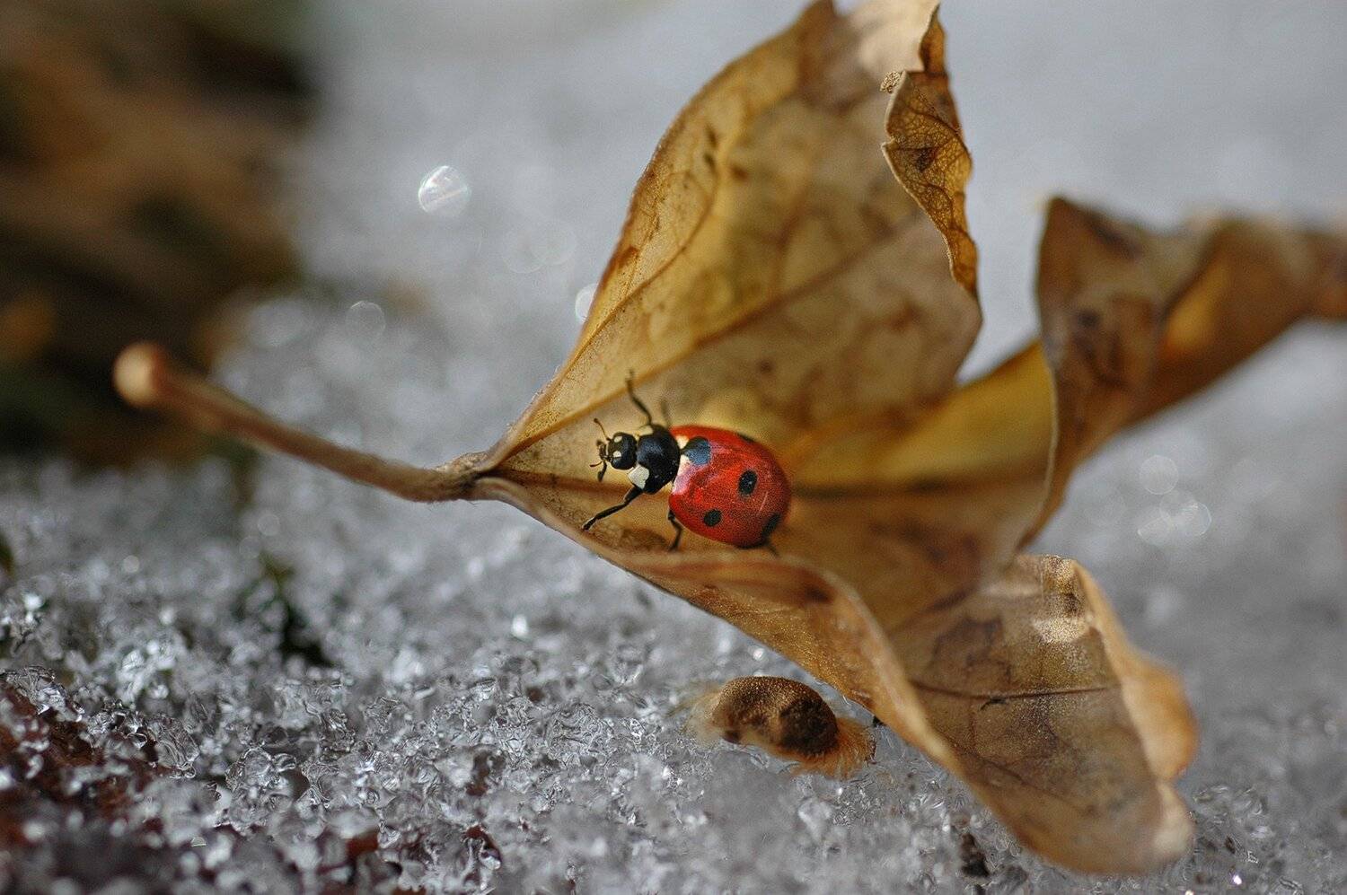 природа, макро, зима, оттепель, насекомое, жук, божья коровка, опавший лист, снег, оттепель, Неля Рачкова