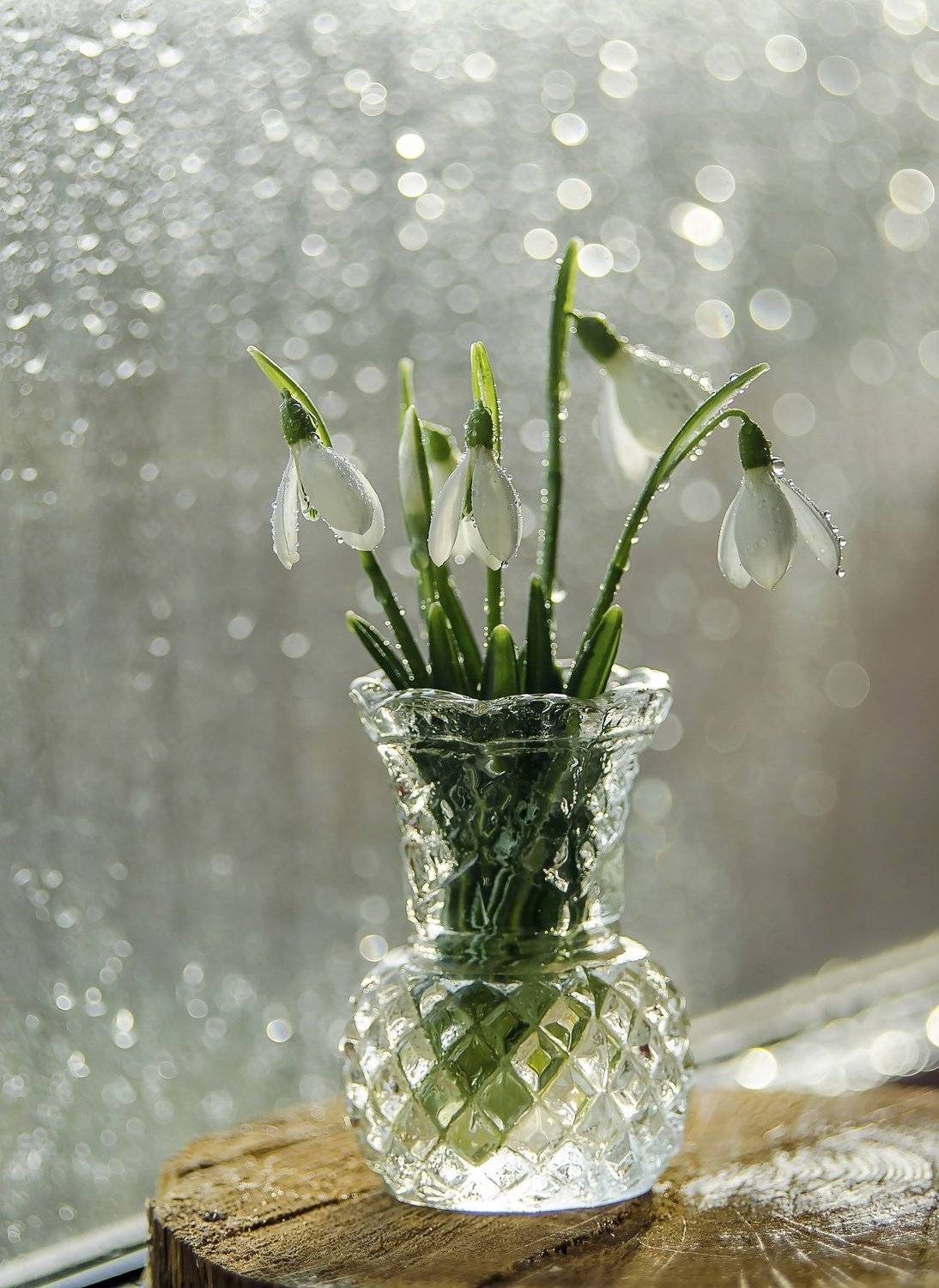 Автор: Елена Вапняр , Елена Вапняр