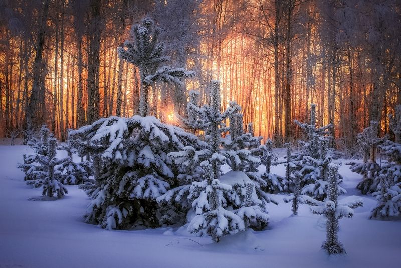 Закат в январеphoto preview