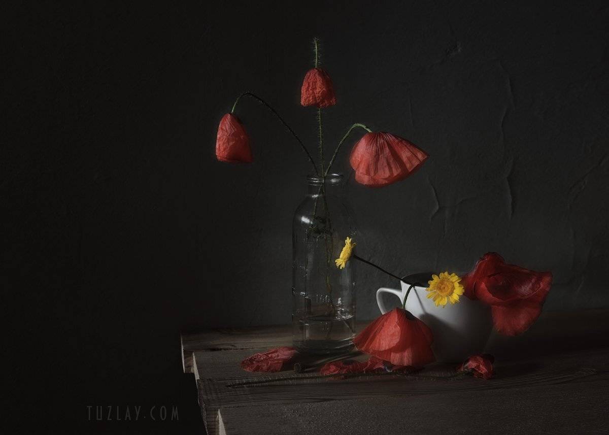 лето в чашке, маки, пупавки, Владимир Тузлай