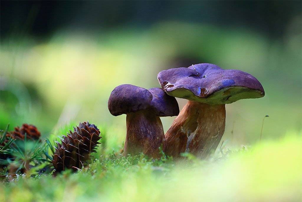 гриб,белый гриб,осень,чаща,листья,ветки,лес,мох,деревья,растения,натура,лето,фон,зеленый,коричневый,красиво,листва,пасмурно., Виктор Шнайдер