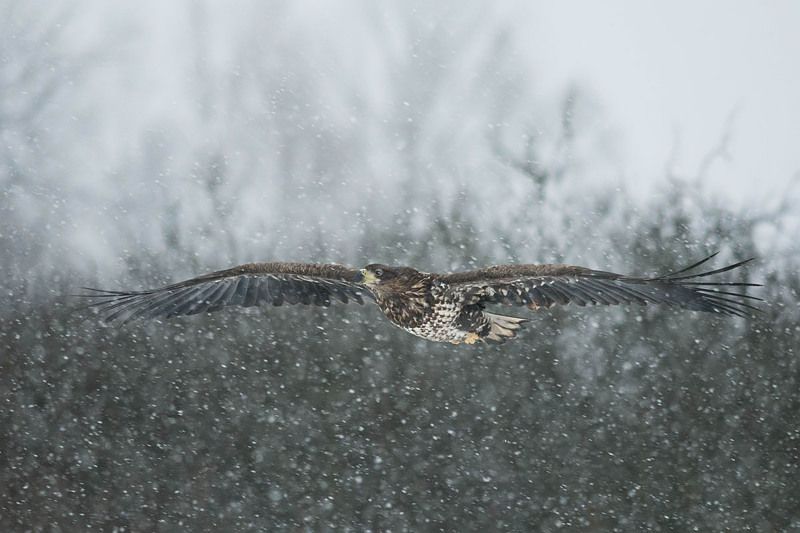 W śniegu.photo preview