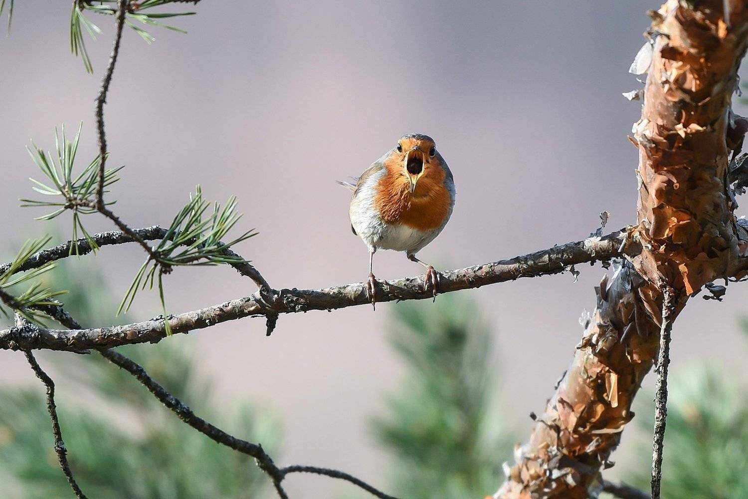 , Мартин Попов