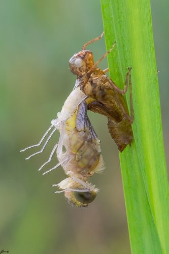 Cordulia aenea
