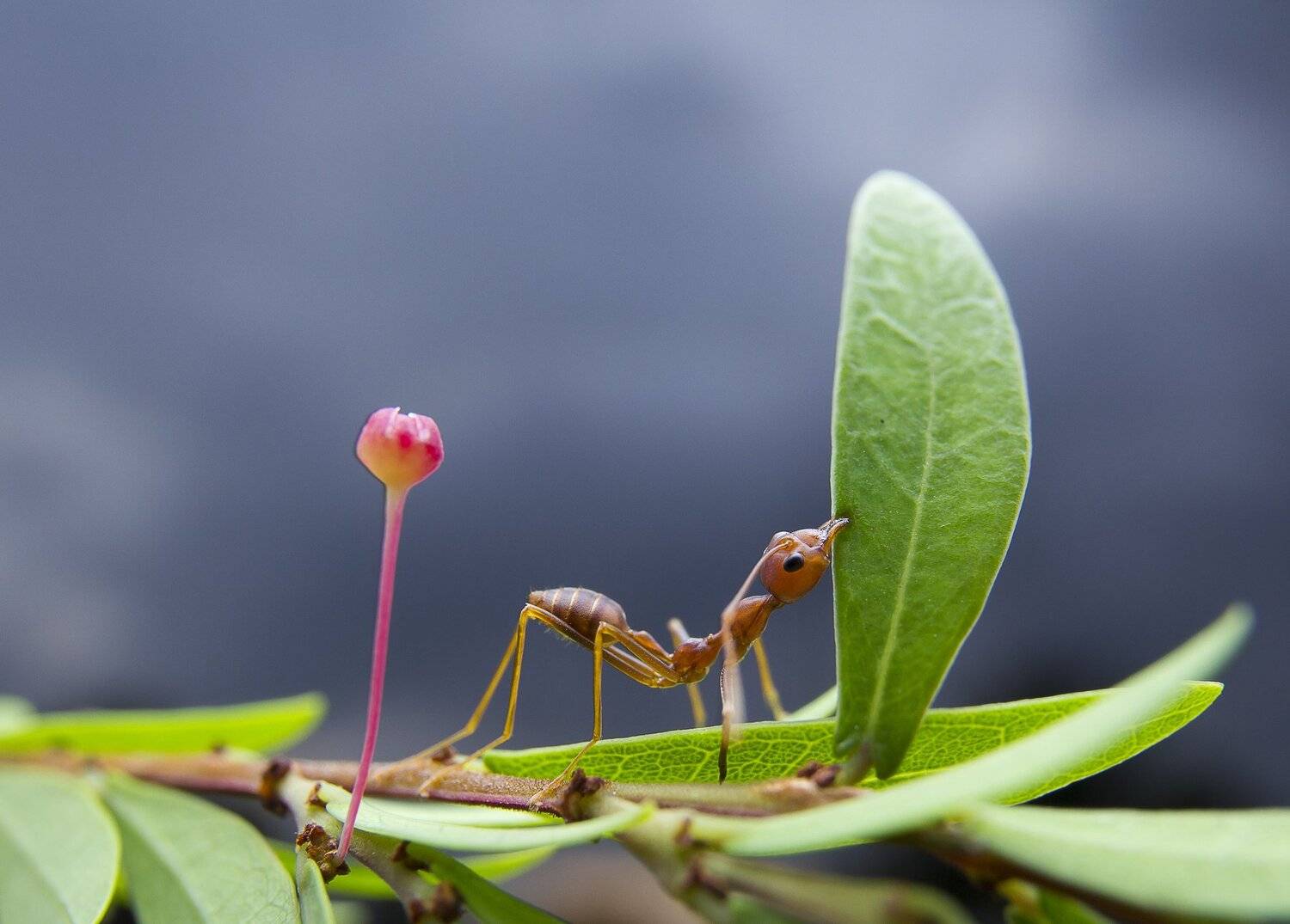 #macro#ant#colors, Choo How Lim