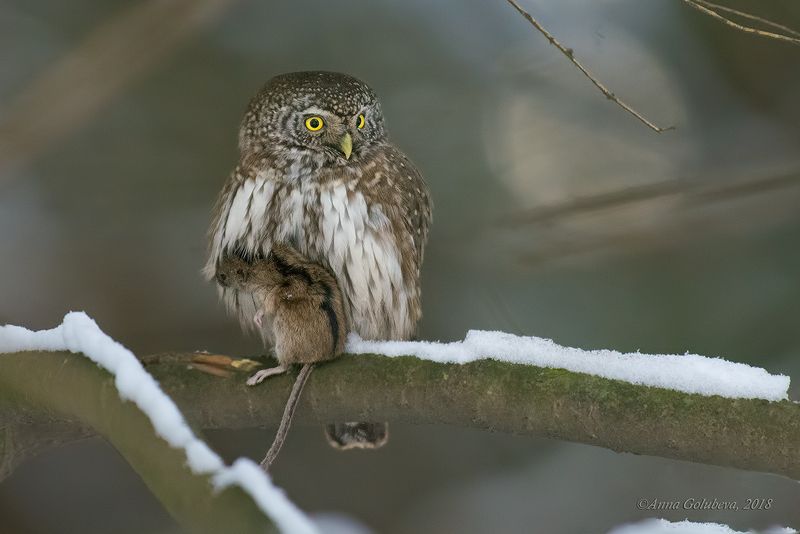 птицы, природа, сыч, eurasian pygmy-owl, glaucidium passerinum, воробьиный сыч, зима, январь, 2018, москва, гбс Удачная охота!photo preview