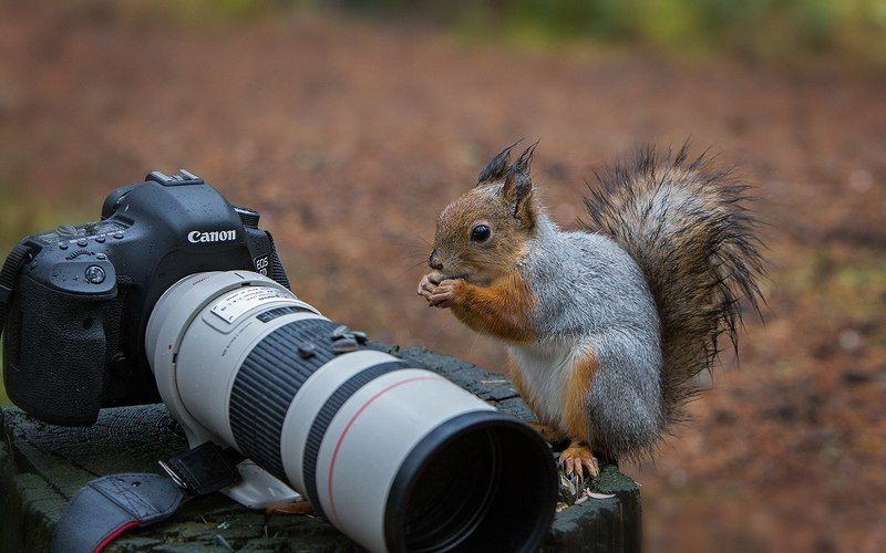 белка,север,печора,коми,живатные,лес,,природа,фауна, protein,north,pechora,komi republic,zhivotnye,forest,,nature,fauna, \