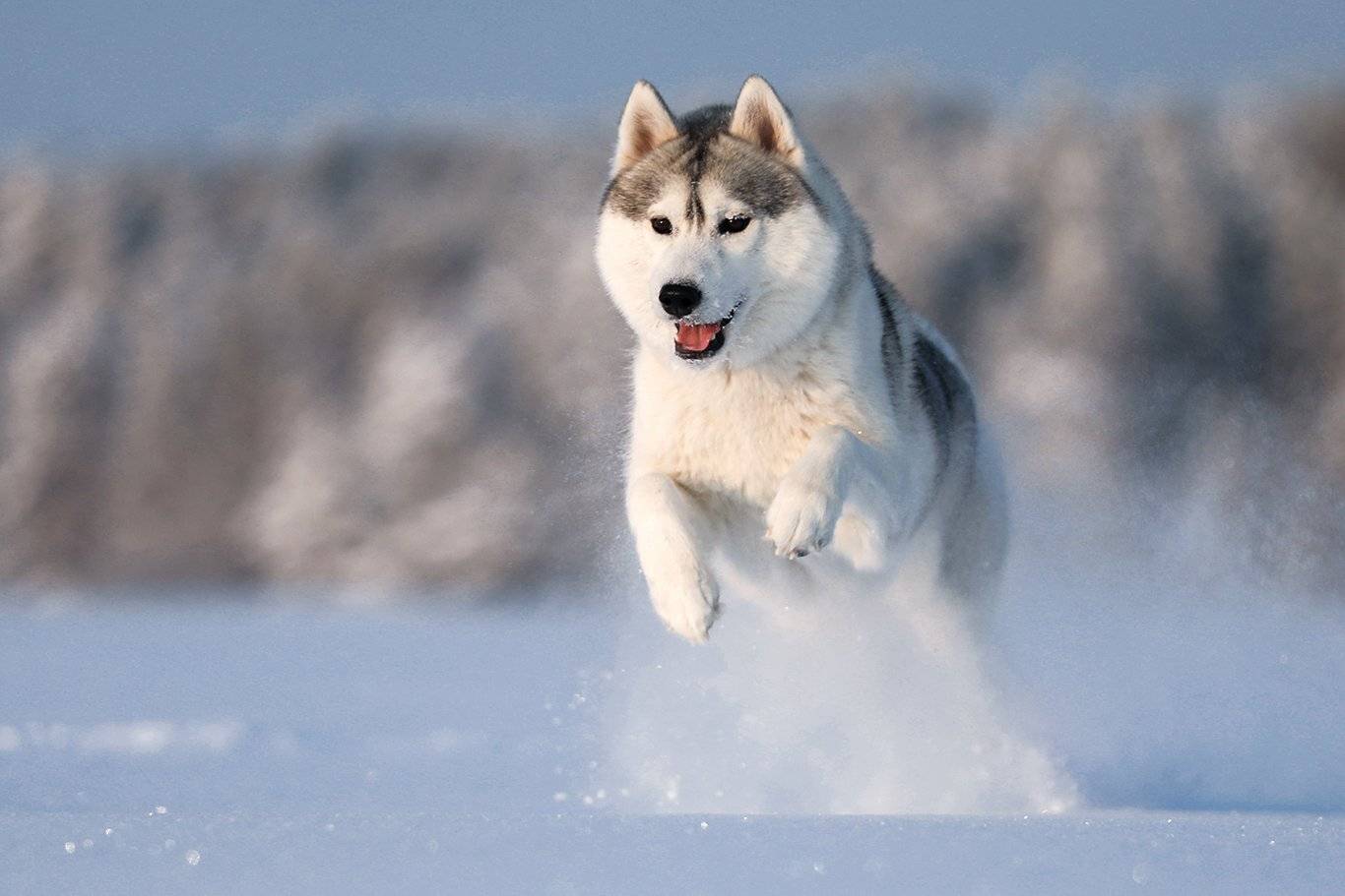 , Андрей Ершов