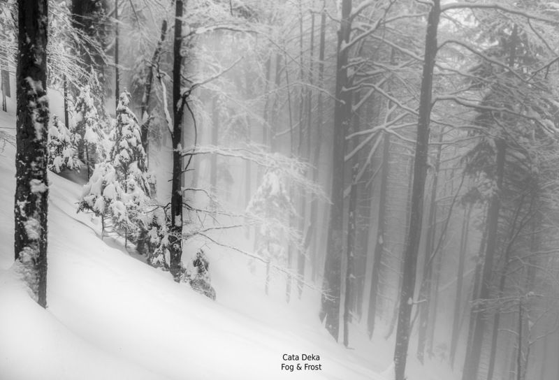 Fog & Frostphoto preview