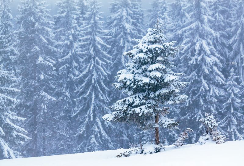 landscape, carpathians, mountains, tree, show, winter, пейзаж, дерево, зима, снег, карпаты, украина Снежные Карпатыphoto preview
