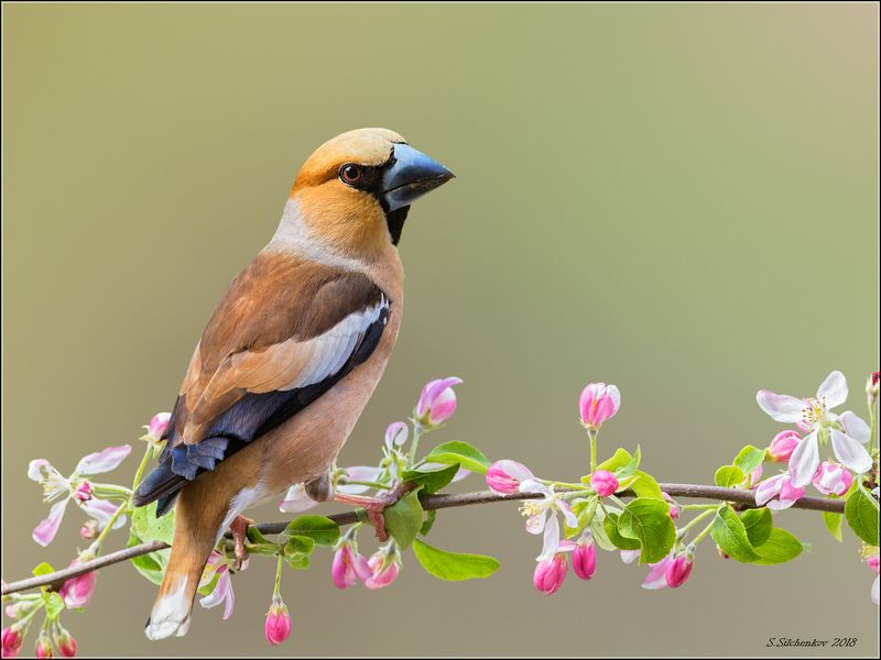 Дубоносphoto preview