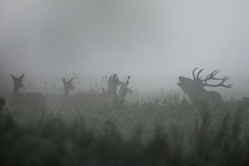 W krainie cieni.photo preview