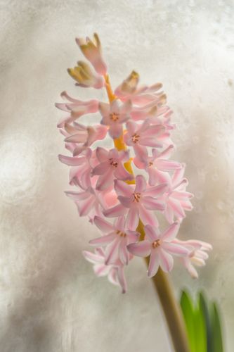 Февральский 