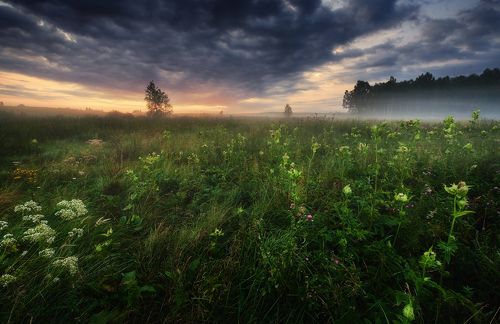Symhpny of Light