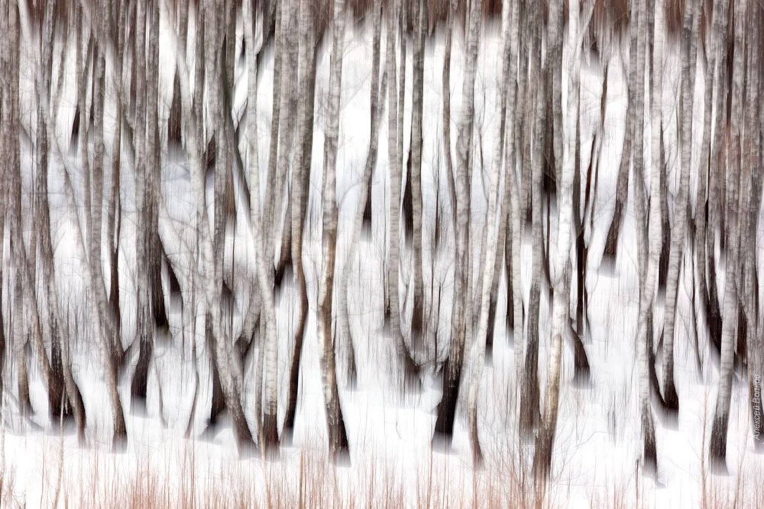 береза, абстракция, Алексей Волков