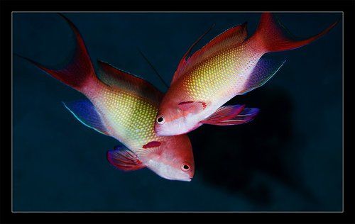 Про сказочных окуньков