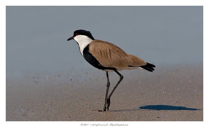 шпорцевый, чибис, израиль Шпорцевый Чибисphoto preview