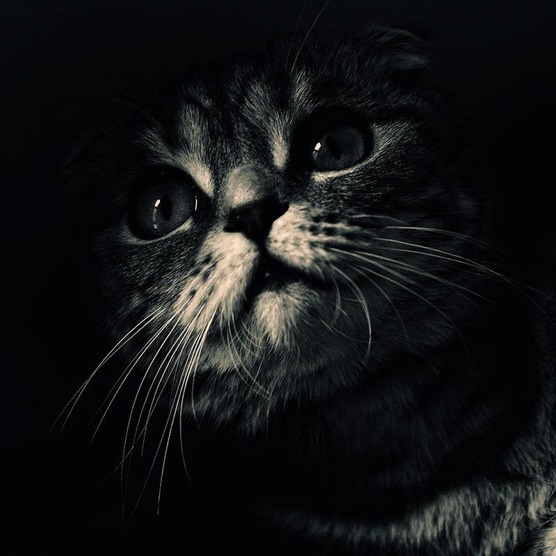 коты, кошки, кот, кошка А из темноты на Вас буду смотреть Я...photo preview