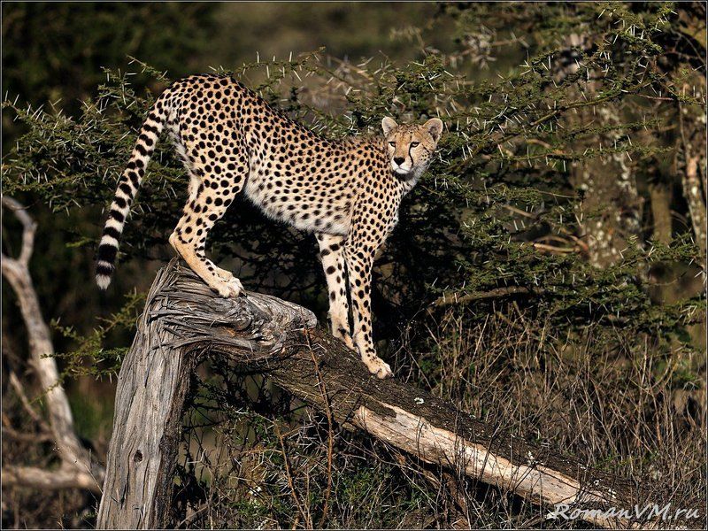 Лесной дозор.photo preview