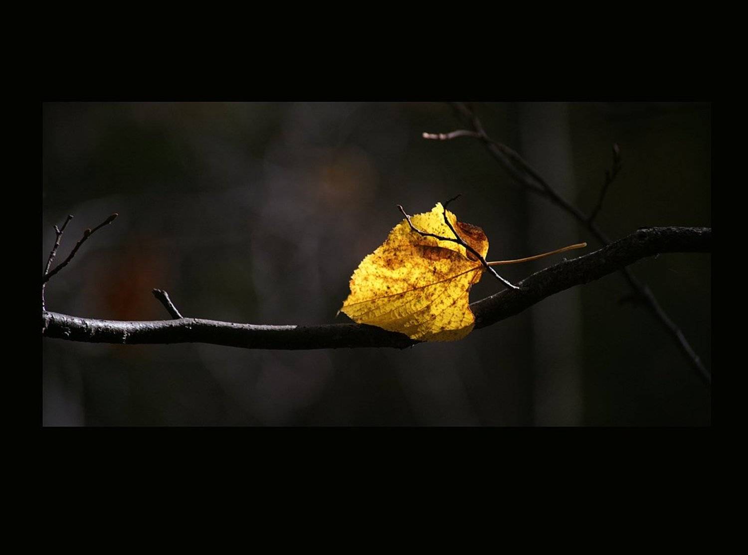 , Роман Белоцерковец